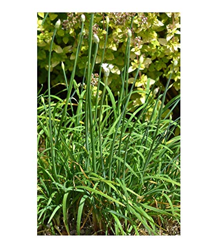 PREMIER SEEDS DIRECT - Garlic/Chinese Chives - 500 Seeds - Organic