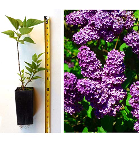 Lilac Purple Old Fashion Planter Potted Fragrant Lilac 9" -