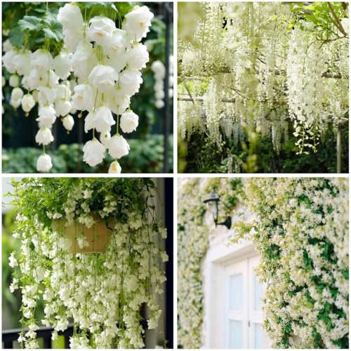 Mixrug 99 + Arabian Jasmine Plant Seeds to Plant-Fragrant Climbing Jasmine Seeds for Planting Non-GMO Easy to Growing High Germination for Balcony Trellis Garden Outdoors