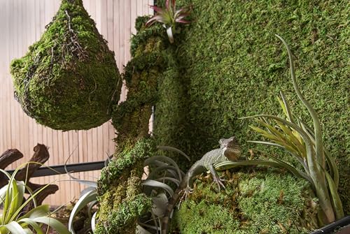 Galapagos (05251 Royal Pillow Moss High Absorbency Terrarium Decor Ideal for Amphibians & Reptiles, 150 Cubic Inc (Approx. 4 oz), Green - Thumbnail 7