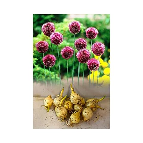 Garthwaite Nurseries Allium Sphaerocephalon Bulbs Cover
