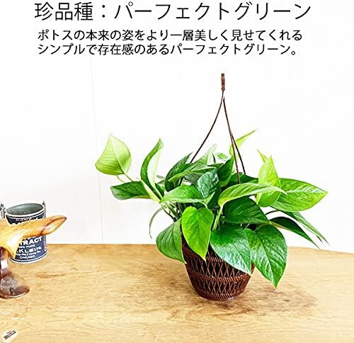 Amazon ポトス パーフェクトグリーン 吊り鉢 インテリア 本物 観葉植物 観葉植物 オンライン通販