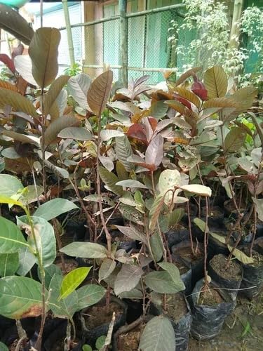 Image of Natura GreenHouse 1 Live Red Malaysian Guava Amrud Plant hybrid all seasons Height 1.5-2 FT (Malaysian Red guava)