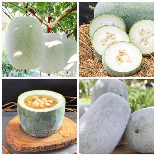 30+ Seed Melon Organic Seeds for Planting Outdoor-Non GMO Heirloom Vegetable Seeds Plant in Your Home Garden