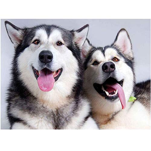 T-YIFUZX 5D DIY- Linda Mascota Animal Husky Kit de Pintura de Diamante por número Bordado de Diamantes de imitación de Punto de Cruz para Manualidades Lienzo Decorativo para Pared