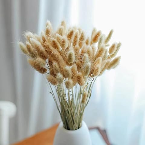 60 Stück 40cm Natürlich Lagurus Ovatus Gräser Getrocknete Hasenschwanzgras Gräser Bambus Samtgras Getrocknetes Pampasgras Deko Pflanze Home Decor Ruscus Trockenblumen Künstlich Klein Dried Flowers Cover