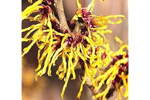BIG PACK - Witch Hazel Seeds - For Natural Beauty Products