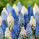 Muscari Super collection (50 oignons), véritable mélange vivaces et résistant à l'hive...