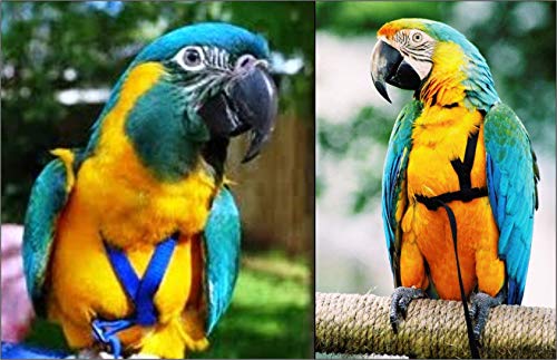 Image of The AVIATOR Pet Bird Harness and Leash: Large Green