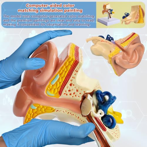 Image of 1:1 Scale Human Ear Anatomy Model with Base, Professional PVC,Outer Middle Inner Ear Structure Simulation Model for Teaching Demonstration,Science Classroom,Human Anatomy Study