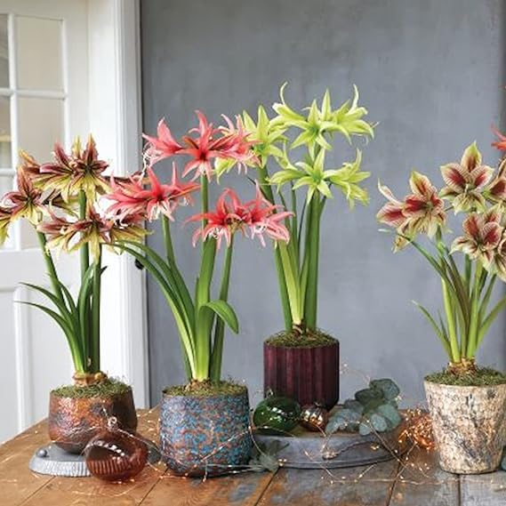 Gurveplantationi Combo of Bulbs for Indoor Home Decor | Flowering Bulbs Plant with Pot (B0CZHWG4WT) Amazon Price History, Amazon Price Tracker