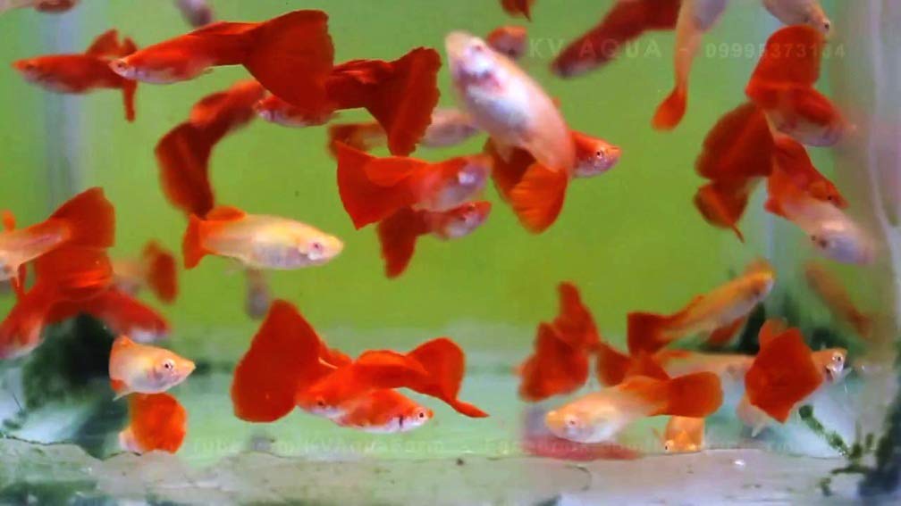 RREA ドイツイエロー 水槽 ライト フィルター餌 グッピー レッド