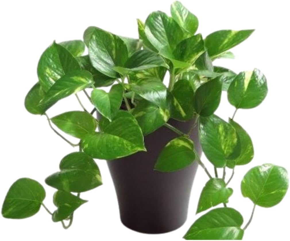CAPPL Air Purifier Good Luck Money Plant (Pot Included)