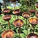 Rusty Flowers Set of 20, Garden Stakes Decor, Rustic Metal Yard Art, Outdoor Rain Catchers, Metal Garden Sculpture, Weathered Steel Accent