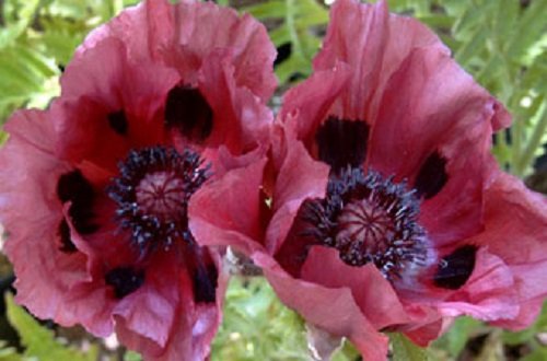 35+ Papaver Orientale Plum Pudding Poppy Perennial Flower Seeds 35+ Papaver Orientale Plum Pudding Poppy Perennial Flower Seeds