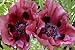 35+ Papaver Orientale Plum Pudding Poppy Perennial Flower Seeds