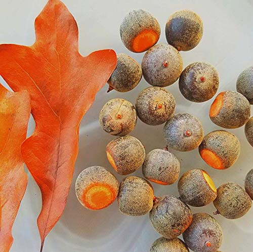 Post Oak Tree Seeds, in White Oak Family, Oak Acorns from North Georgia (20)