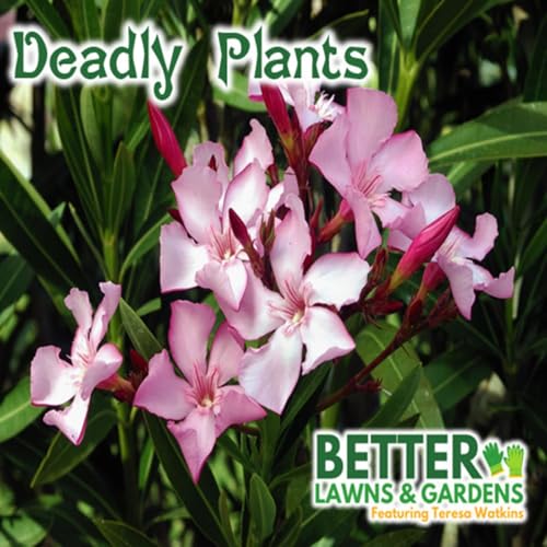 S2 Ep396: Better Lawns and Gardens - Hour 2 Deadly Plants October 25, 2025