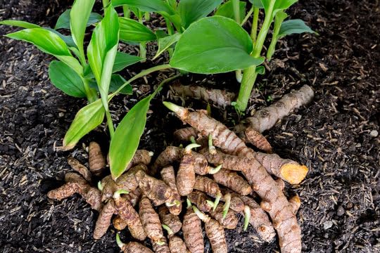 See full amazon price history chart for Kasturi Pasupu Bulbs Pack Of 10 Yellow Kasturi Pasupu Bulbs Pack Of 10 Yellow (B0CPD53WHS) Amazon Price History, Amazon Price Tracker