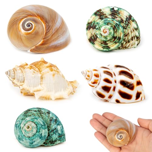 SKOOLOVE 5 Pieas de Cangrejo Ermitaño, Conchas Marinas Naturales de 5,5-7 cm, Abertura de 2,3-4 cm, Ideales para Suministros de Cangrejo Ermitaño Medianos y Grandes y Decoración de Playa