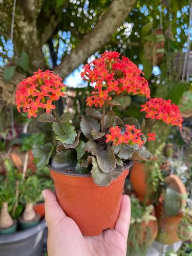 Image of Live Kalanchoe Plant with Pot | Flowering Succulent Plant for Home Garden | Low Maintenance Indoor & Outdoor Decorative Plant | Blooming Potted Plant for Balcony, Terrace & Office Decor