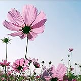 【Servicio al cliente】Si encuentra problemas de plantación antes y después de realizar el pedido, puede comunicarse con nuestro servicio al cliente y estaremos en línea las 24 horas del día para brindarle soluciones lo antes posible.