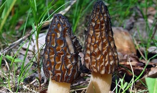 Kira Seeds - Black Morel Mushrooms Spores - Heirloom - Gmo Free #TOP2