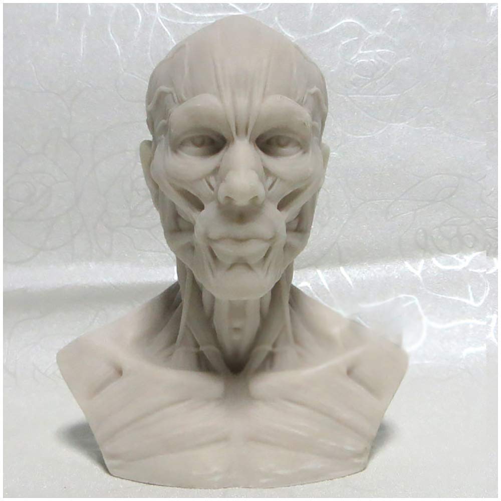 GTHTUHFD Human Model Craft Human Skull Muscle Model 1:3Size Human Skulls Sculpture Art Model Skeleton Model