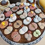 TOYHEART 200Pcs Premium Blumensamen, Lithops Seeds Mehrjährige Pflegeleichte Sukkulenten Pflanze Outdoor Pflanzen Modell Samen Für Büro MISCHEN