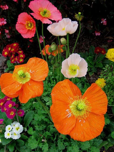 Ritz Farming® Poppy flowers seeds | dark red shade color Flowers