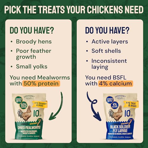 Hatortempt Dried Mealworms for Chickens - Organic Chicken Feed Supplement - Mealworms 10 lbs - 50% Protein, for Poultry and Wild Birds - Image 5