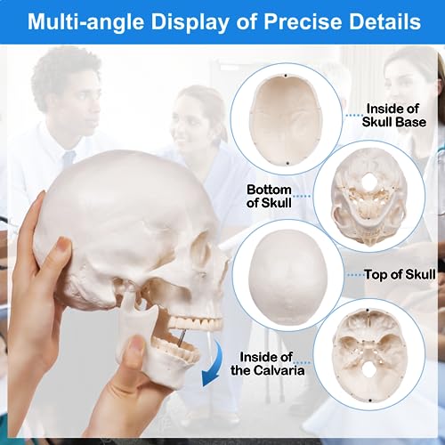 Image of breesky Anatomy Skull Model of Medical: 3-Parts Removable Anatomy Skull Model - Mini Human Skull Anatomical Model for Medical Research.