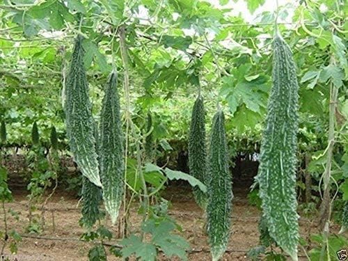 TENDER LEAVES Hybrid- High-Yielding Bitter Gourd Purified Seeds, Japanese Long F1 Variety (Asian vegetable) Karele Seeds 30 Seeds For Your Home Garden - Momordica Charantia