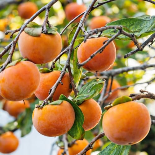 Set of 4 American Persimmon Bare Root Plants, Cold Hardy Persimmon Fruit Trees, 12-18 Inch Tall, Dormant, Ready for Planting