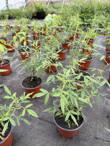 Aromatisches Zitronentagetes-Set – Je 11cm Topf – Essbare...
