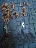 10st. Roteiche 50-80cm Quercus rubra Laubgehölze Forstpflanzen Wurzelware Eichen Wald Anpflanzungen Kaminholz Brennholz