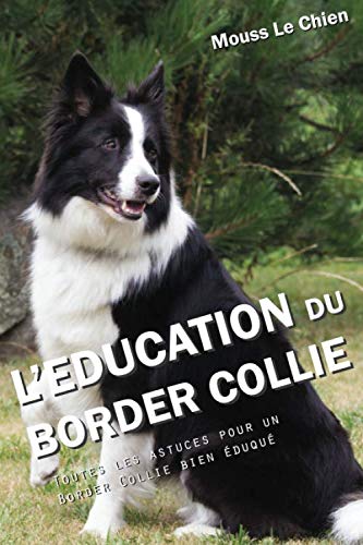 Is a border collie a good first dog