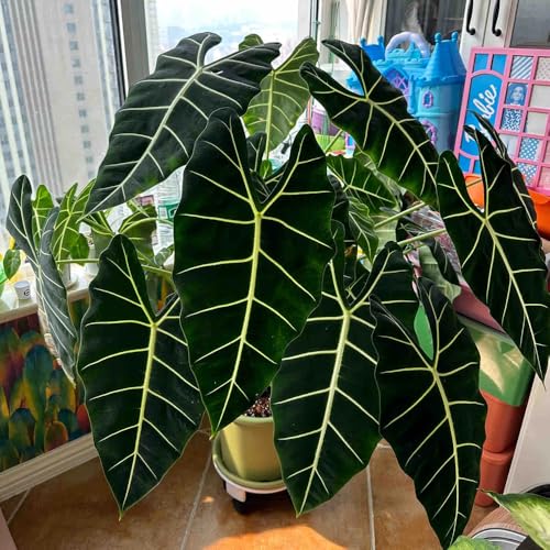 Alocasia Seeds, Statement Plant Potential, Modern Garden layouts, Minimalist Landscape Accents 50pcs