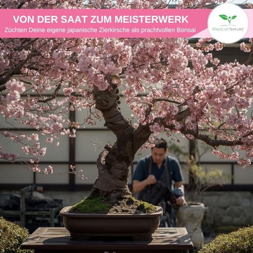 Japanische Zierkirsche Samen (Prunus serrulata) 10 Stk - Sakura Blütenkirsche Saatgut winterhart – Rosa Blütentraum für Garten & Bonsai
