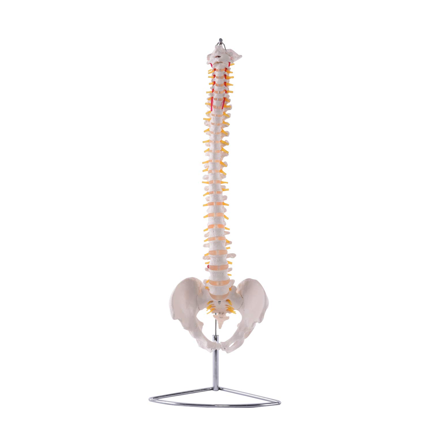 Flexible Wirbelsäule mit Becken I detailliertes anatomisches Modell der menschlichen Wirbelsäule (ca. 85 cm) I inklusive Stativ I ideal als Lernmodell