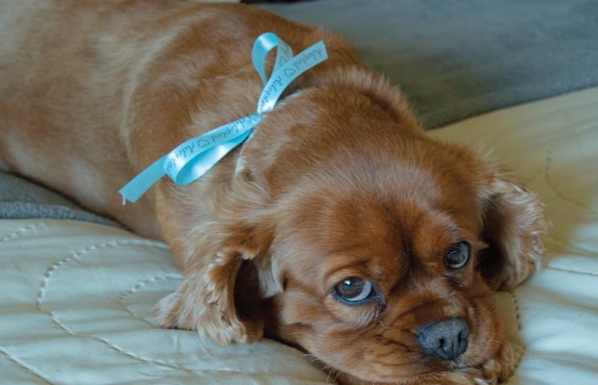 Epson LABELWORKS 212RBBPX Genuine PET (Polyester) Tape Cartridge - Black on Blue Ribbon Designer Craft Label Maker Tape - 1/2" (12MM) Wide, 16' - Image 4