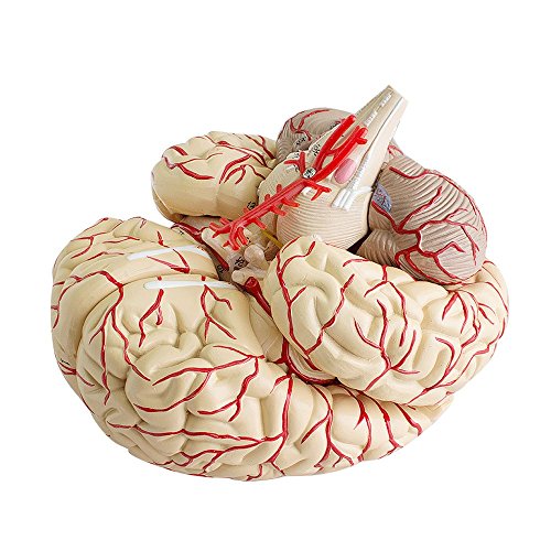 Finlon Medical Anatomical Brain Model Life Size Professional Dissection ...