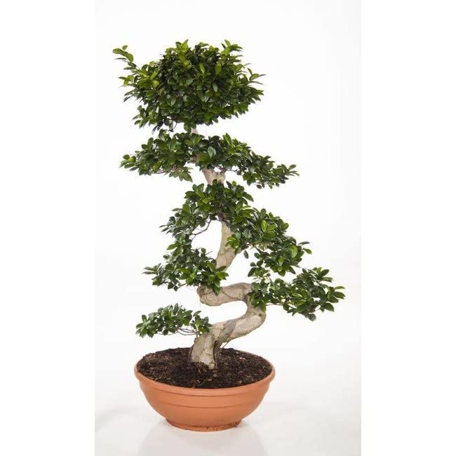 ZynesFlora Bonsai Ficus Gingseng - Kamerplant met pot Ø 27 cm - Hoogte: 70-75 cm - Echte Bonsaiboom - Afbeelding 5