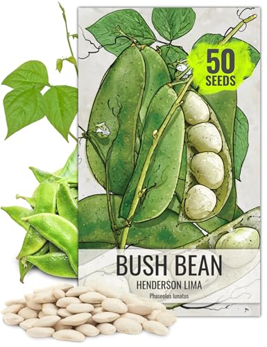 Seed Needs, 50+ Henderson Lima Bush Bean Seeds (Phaseolus vulgaris)