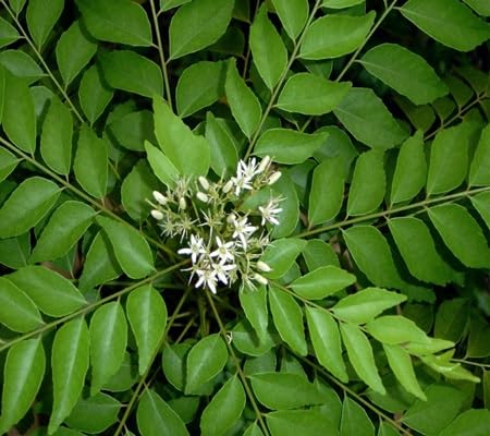 100 Pieces Curry Leaf Vegetable Seeds