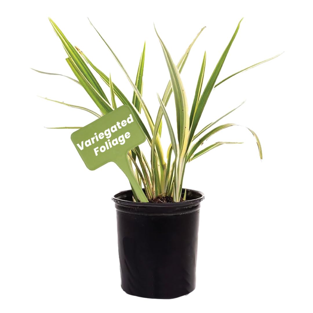 American Plant Exchange Variegated Flax Lily