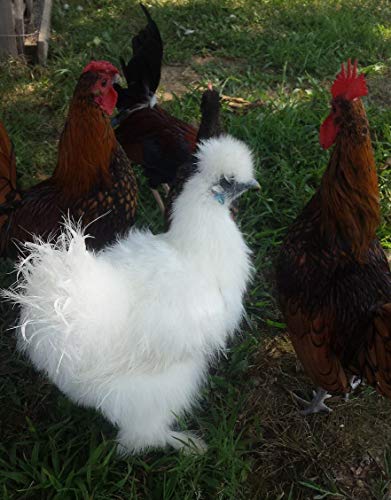 12 Fertile Bantam hatching chicken eggs variety color