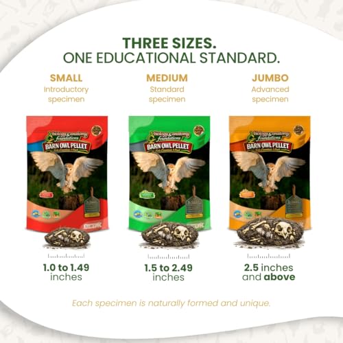 Image of Barn Owl Pellets for Dissection, Solo Essentials Kit, Small 1-Pack by OBDK | Single-student set, forceps, picks and bone chart included