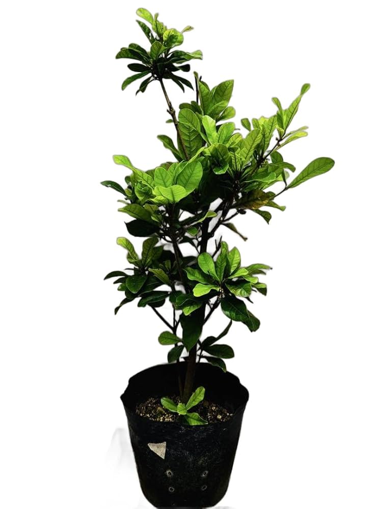 ミラクルフルーツ 苗 苗木 【公式通販】