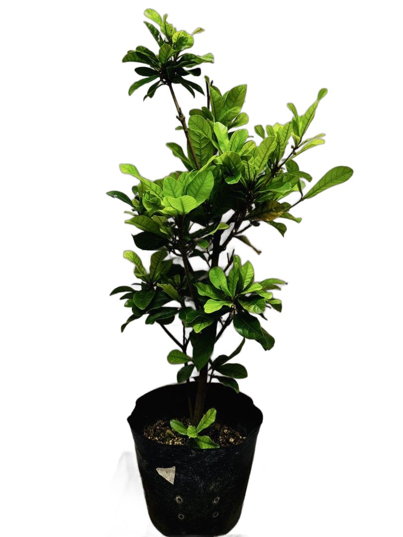 Amazon.co.jp: ミラクルフルーツの苗 苗木 花芽 : DIY・工具・ガーデン